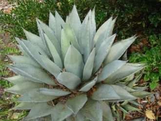 Agave deserti - Agave del desierto