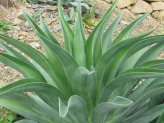 Agave desmetiana (Agave Liso)