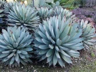 Agave macroacantha - Agave de espinas negras
