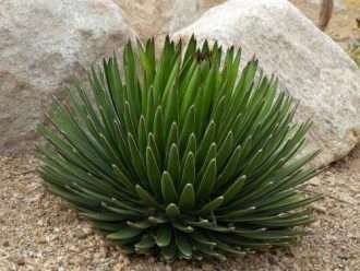 agave ocahuí