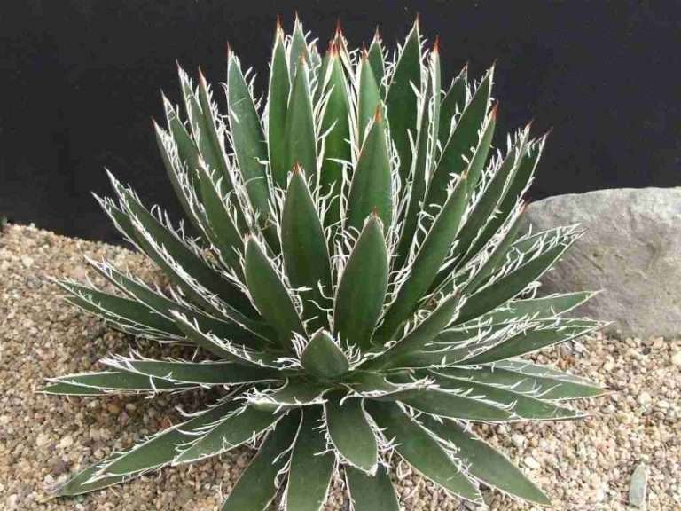 Agave schidigera
