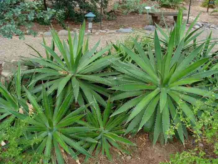 Agave univittata (planta del siglo con cresta de espina) también conocido como Agave lophantha