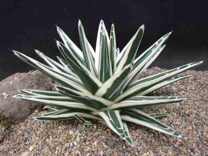Agave victoriae-reginae 'Albomarginata' (Agave reina blanca del panadero)