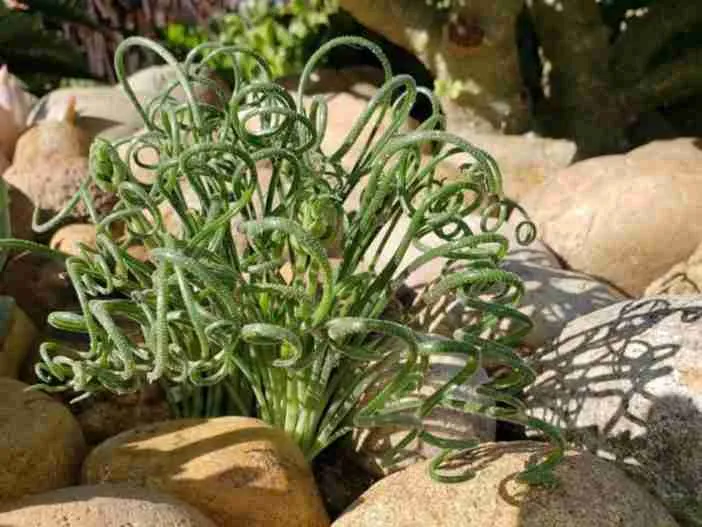 Albuca namaquensis (hierba espiral)