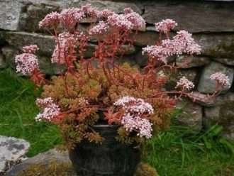 Álbum de Sedum 'Alfombra Coral' - White Stonecrop