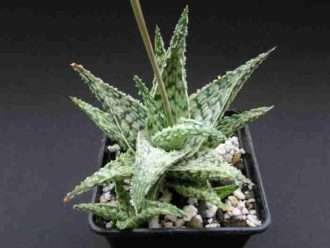 Aloe 'Doran Negro'