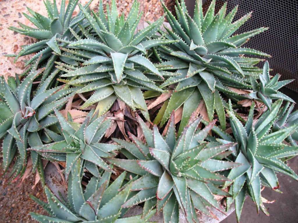 Aloe brevifolia (Aloe de hoja corta)