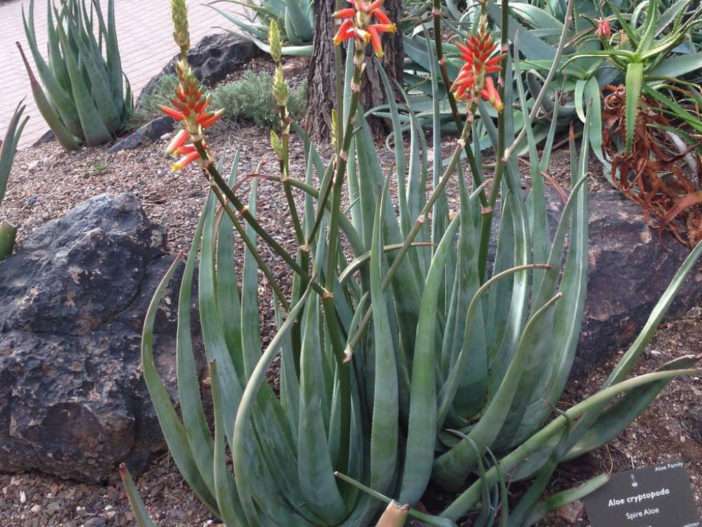 Aloe criptopoda
