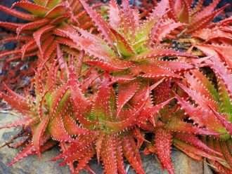 Aloe dorotheae (Sunset Aloe)