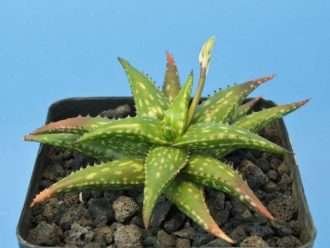 aloe jucunda