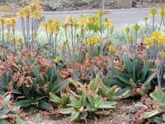 Aloe maculata 'Forma Amarilla' (Aloe Jabón Amarillo)