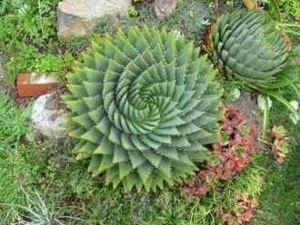 Aloe polyphylla (áloe en espiral)