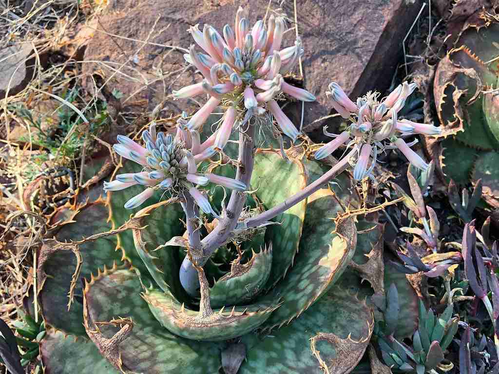Aloe prinslooi (Áloe manchado)
