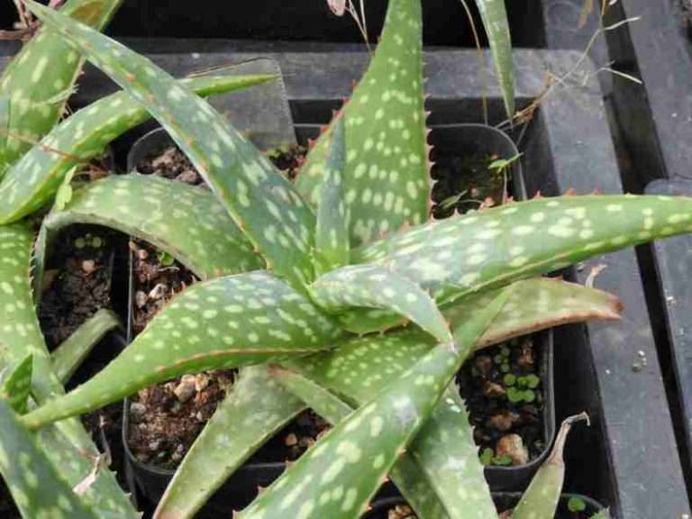 Aloe sinkatana (Aloe de Sudán)