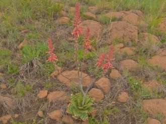 Aloe vanrooyenii (Áloe de Van Rooyen)