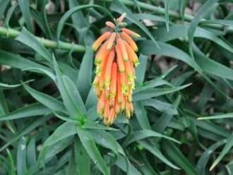 Aloiampelos ciliaris (Áloe trepador)