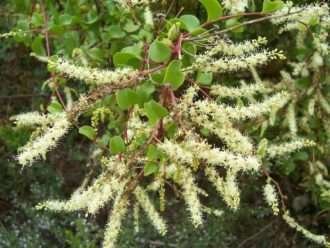 Anredera cordifolia (vid de Madeira)