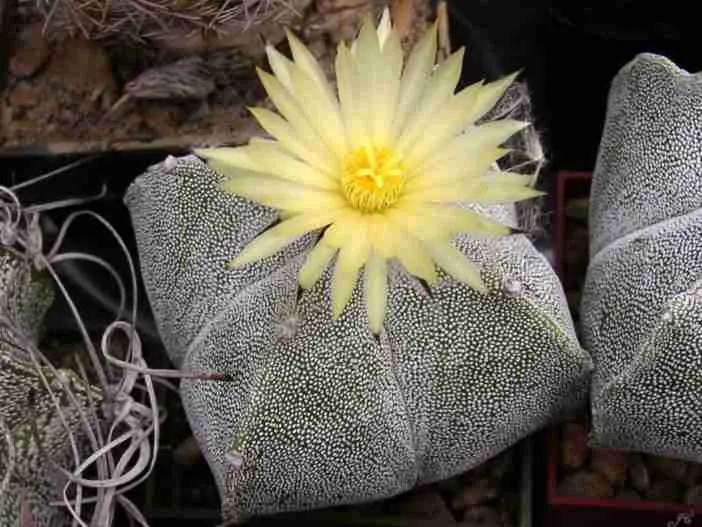 Astrophytum myriostigma var.  quadricostatum (cactus de gorra de obispo)