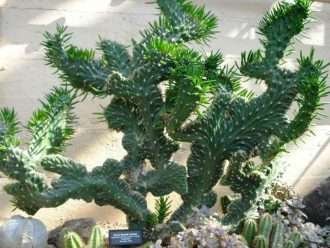 Austrocylindropuntia subulata 'Cristata' (Aguja de Cresta de Eva)