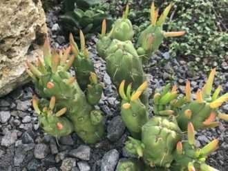Austrocylindropuntia subulata 'Gumby'