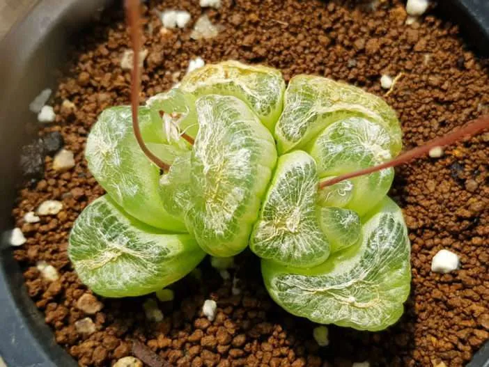 Bulbine mesembryantoides (planta de ventana)