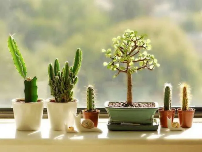 Cactus y suculentas dentro de tu hogar