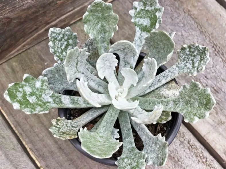 Caputia scaposa var.  addoensis alias Senecio scaposus var.  addoensis