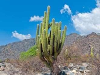 Pachycereus pringlei -Cardón