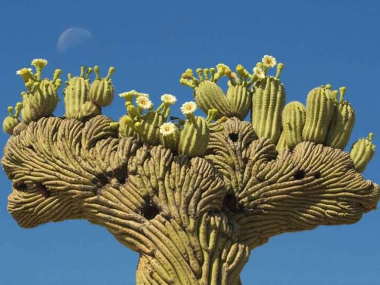 Carnegiea gigantea f.  cristata (Saguaro Crestado)