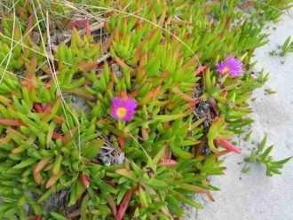 Carpobrotus chilensis (higo de mar chileno)