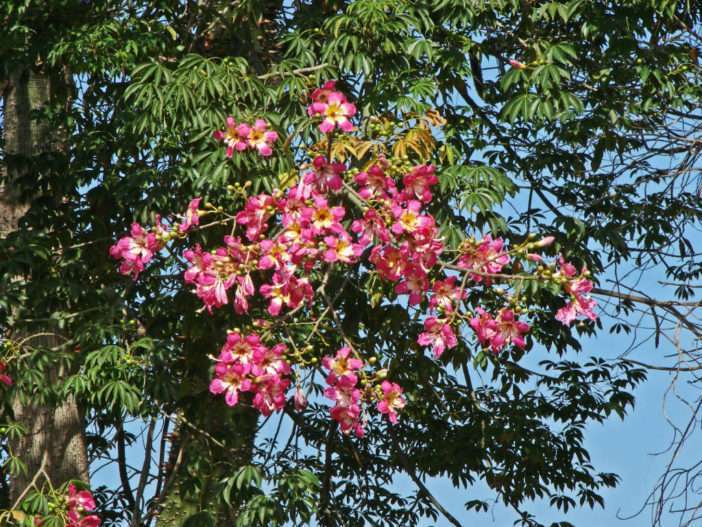 Ceiba speciosa (árbol del hilo de seda)