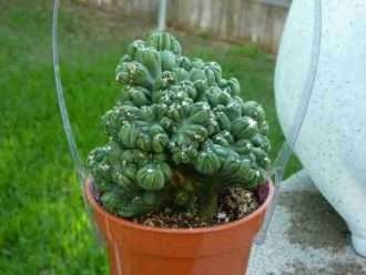 Cereus 'Ming Thing', también conocido como Cereus validus 'Ming Thing' o Cereus forbesii 'Ming Thing'