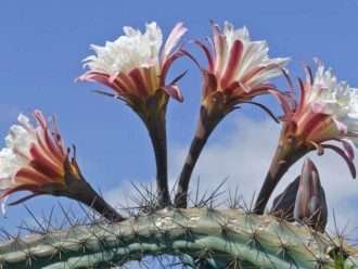 Cereus aethiops