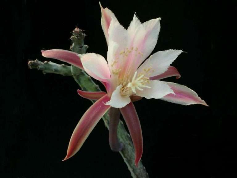 Cereus spegazzinii (cactus claro de luna) también conocido como Monvillea spegazzinii