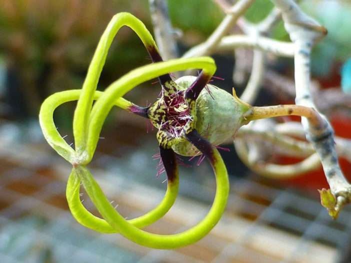 Ceropegia armandii