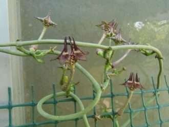 Ceropegia cimiciodora