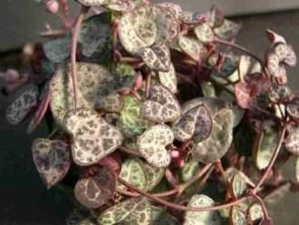 Ceropegia linearis subsp.  woodii (Cadena de corazones) también conocido como Ceropegia woodii
