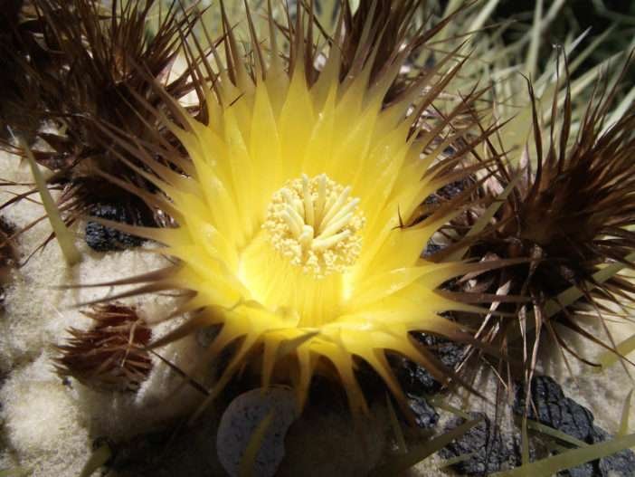 Echinocactus grusonii - Cacto barril dorado