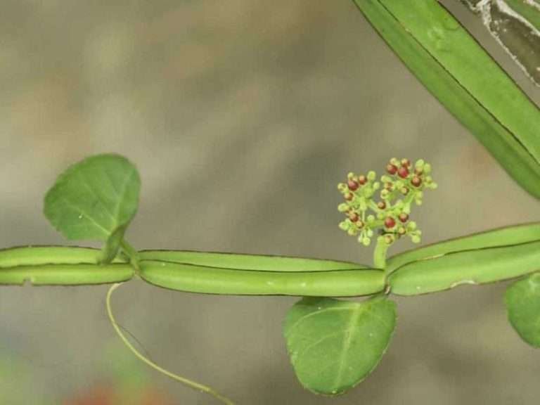 Cissus quadrangularis (Uva del campo)
