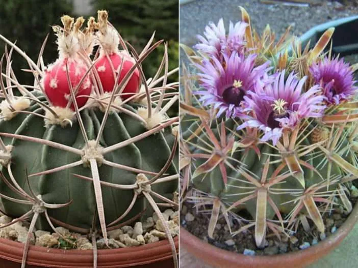 Cultivar y cuidar cactus barril