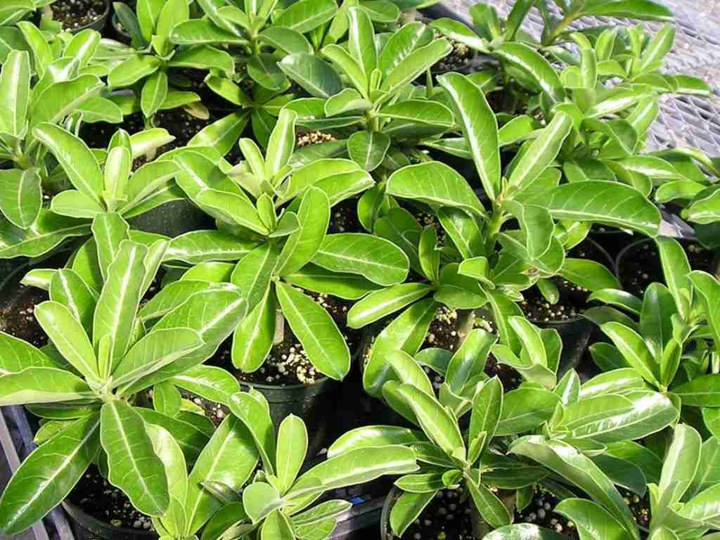 Cultivar Adenium a partir de esquejes