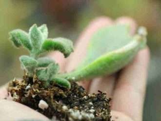 Esquejes de Kalanchoe