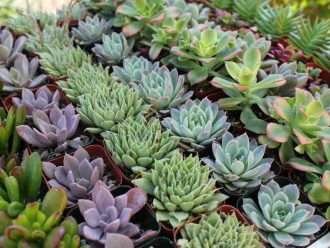 Cultiva suculentas saludables