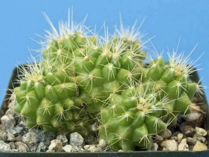 Cómo cultivar cactus barril dorado a partir de semillas