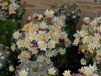 Blossfeldia liliputana