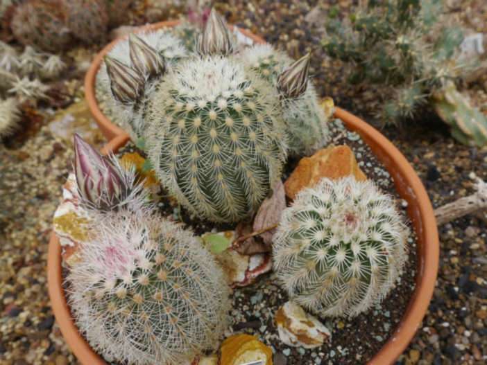 Echinocereus dasyacanthus - Cactus arcoíris de Texas