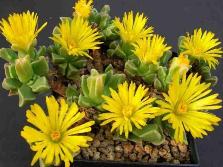 Faucaria bosscheana var.  haagei