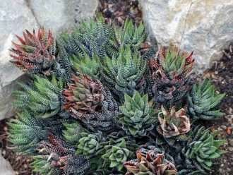 Cultivar y cuidar Haworthiopsis (Haworthiopsis coarctata)