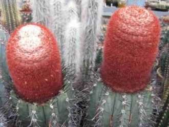 Melocactus