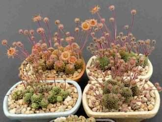 Cultivar y cuidar Monanthes (Monanthes polyphylla)